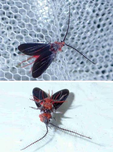 Réf. 223 478 : Drosicha sp.